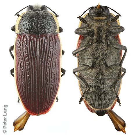 Temognatha flavocincta, PL2804, male, SE, 28.2 × 12.0 mm
